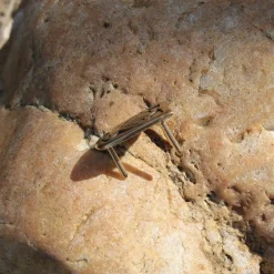 Languette De La Ceinture Viking Birka -Promos Halloween Boutique languette de la ceinture viking birka 3